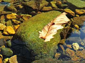 麦匠科技招聘服务高效未来